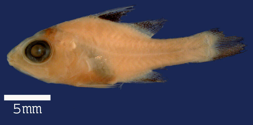 Image of cardinalfishes