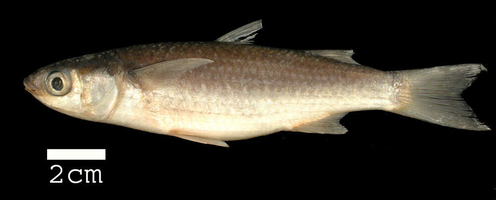 Image of Brown-backed mullet