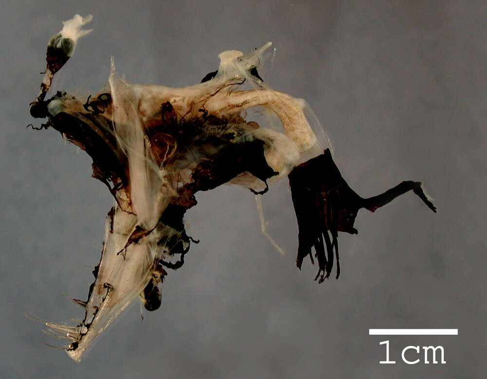 Image of blacktail netdevil
