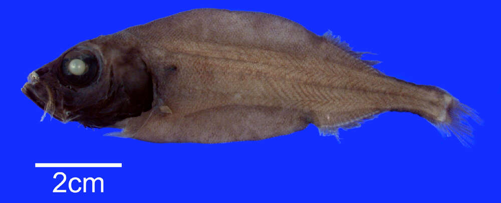 Image of Platytroctes