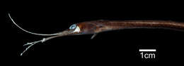 Image of Shortgut fintail snipe eel