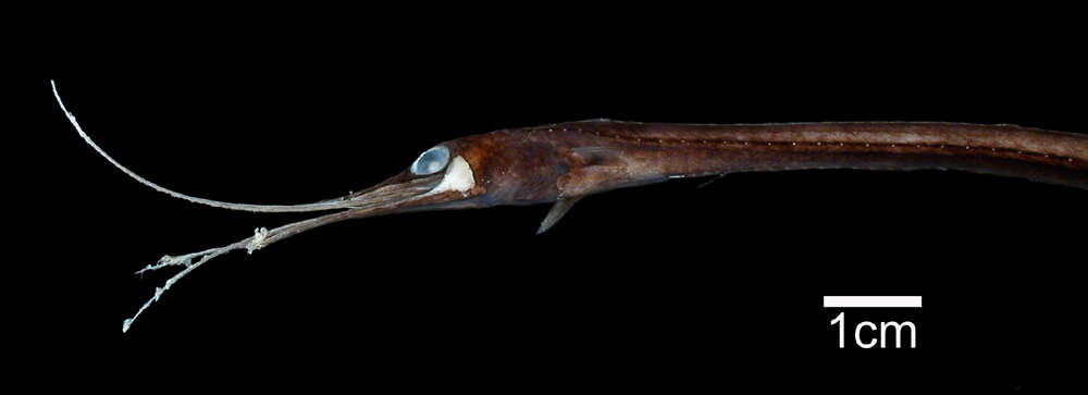 Image of Shortgut fintail snipe eel