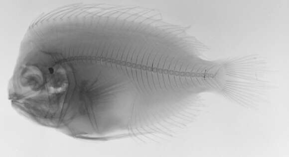 Image of Platyberyx opalescens Zugmayer 1911