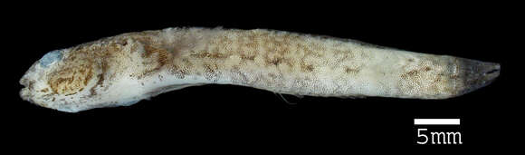 Image of Naked Goby