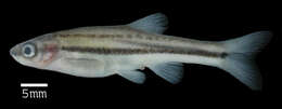 Image of Northern Redbelly Dace