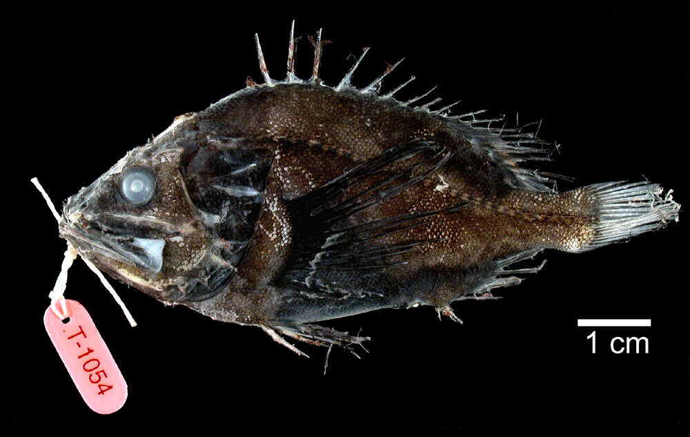 Image of deep-sea bristly scorpionfishes