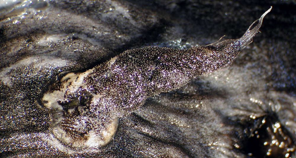 Image of seadevils