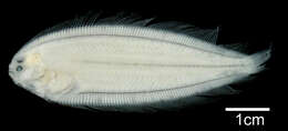 Image of Deepwater flounder