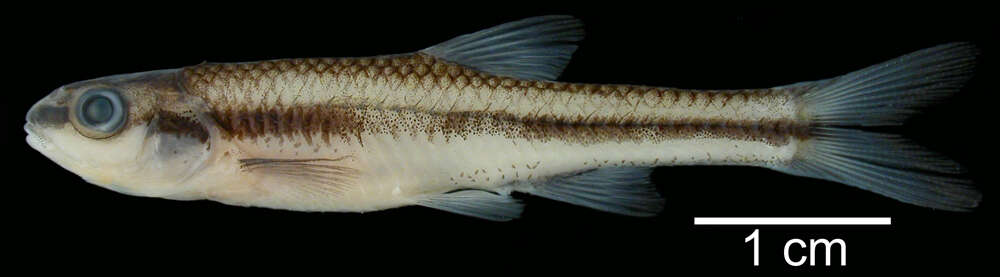 Image of Blacknose Shiner