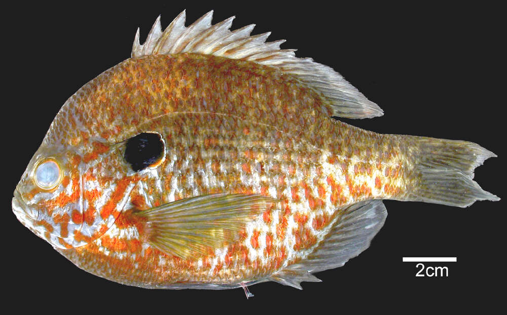 صورة Lepomis gibbosus (Linnaeus 1758)