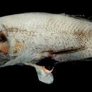 Image of Glasshead barreleye