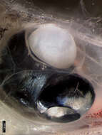 Image of Glasshead barreleye