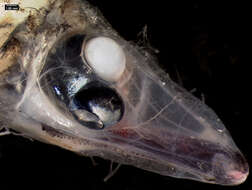 Image of Glasshead barreleye