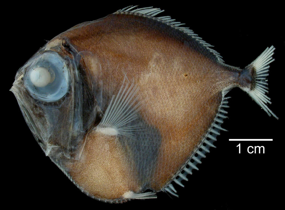 Image of Discfish