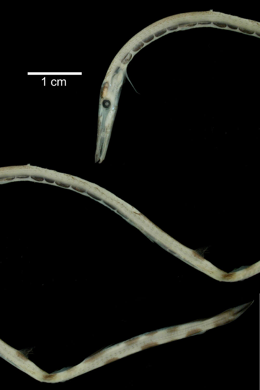 Sivun Stemonosudis intermedia (Ege 1933) kuva