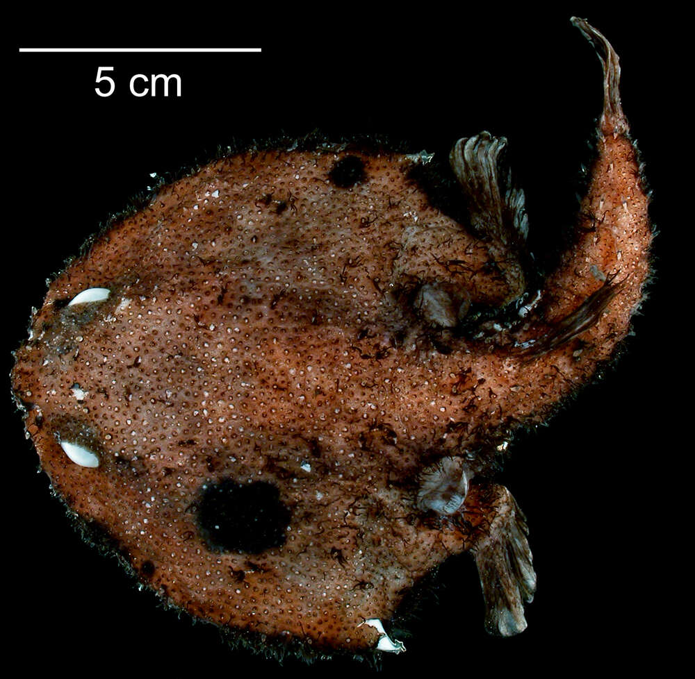 Image of Dibranchus tremendus Bradbury 1999