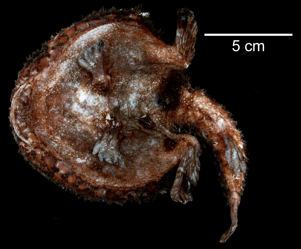 Image of Dibranchus tremendus Bradbury 1999