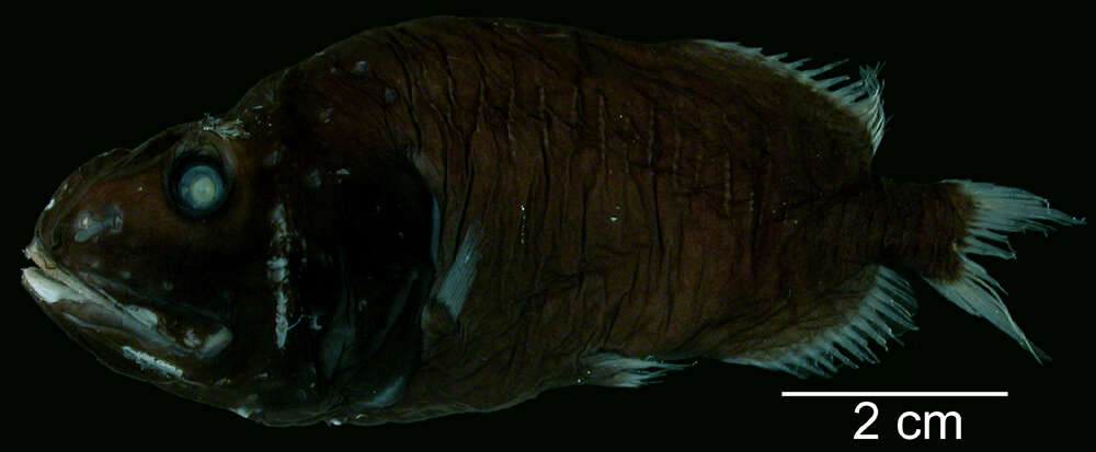 Image of redmouth whalefishes