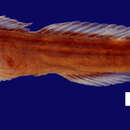 Image of Cardinal goby