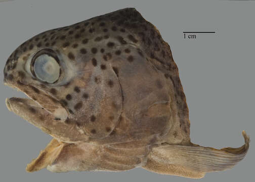 Image of Rainbow Trout