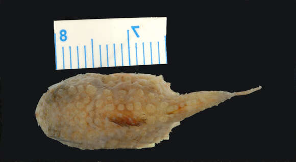 Image of Atlantic spiny lumpsucker