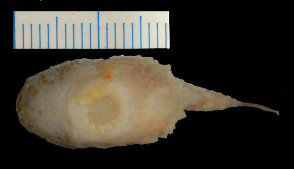 Image of Atlantic spiny lumpsucker