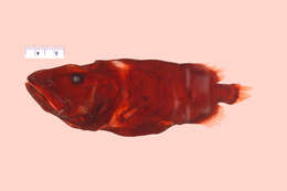 Image of redmouth whalefishes