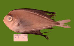 Image of Atlantic Fanfish