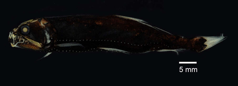 Image of Astronesthes macropogon Goodyear & Gibbs 1970