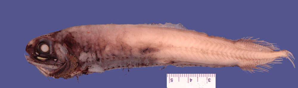 Image of Pachystomias