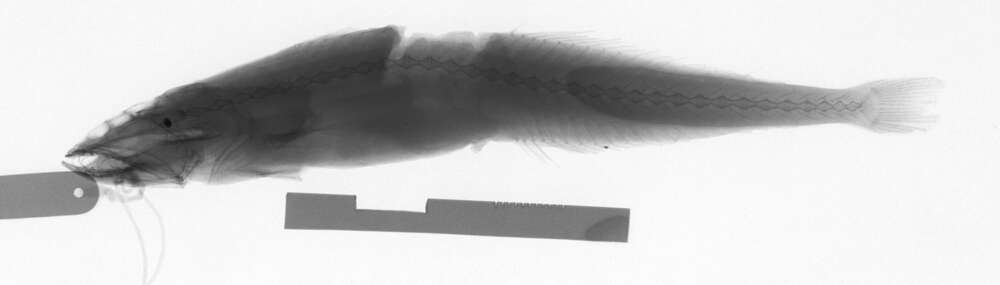 Image of Longnose swallower