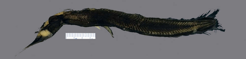 Image of bobtail eels