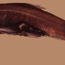 Image of Atlantic sabretooth