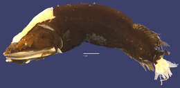 Image of Cetomimus craneae Harry 1952