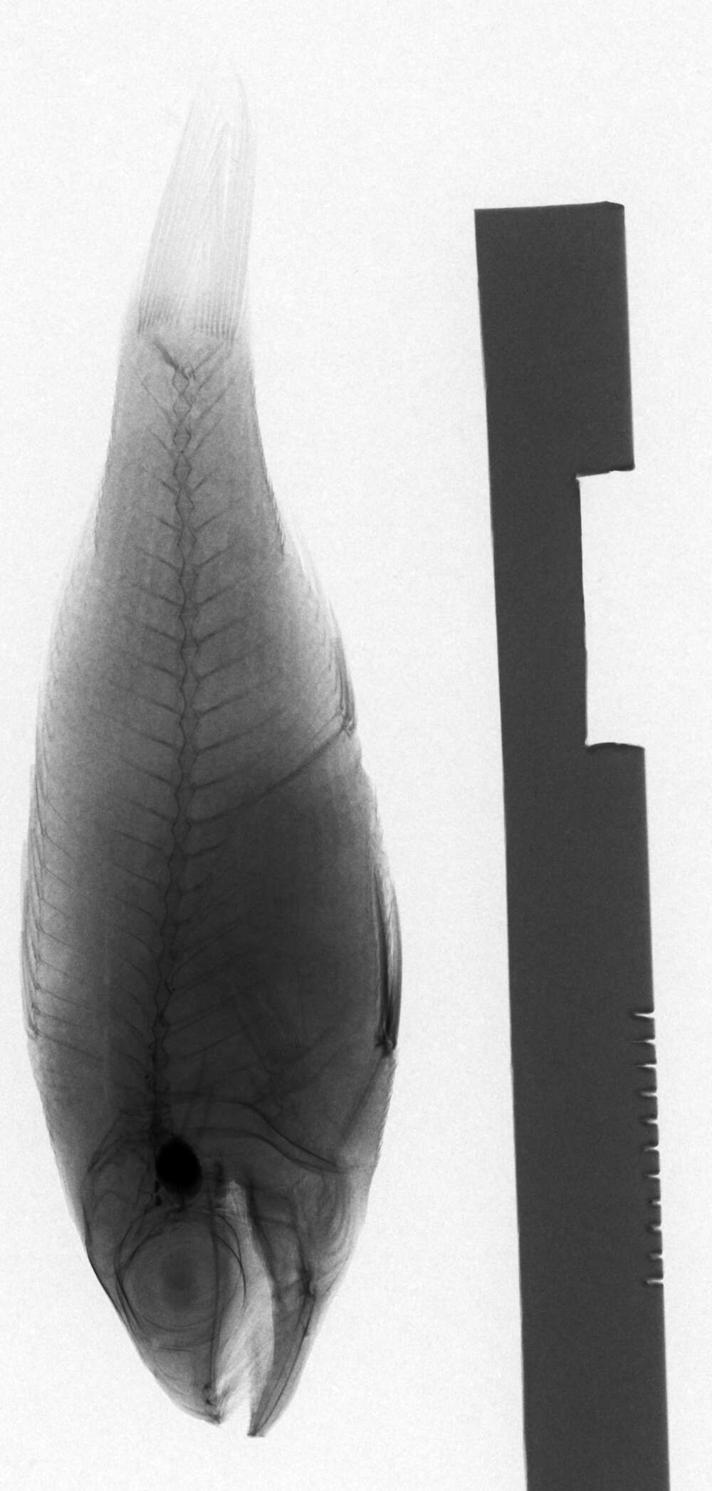 Image of Pristipomoides