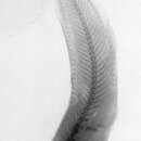 Image of Inquiline snailfish