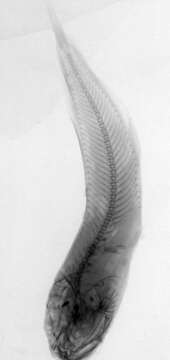 Image de limace des pétoncles