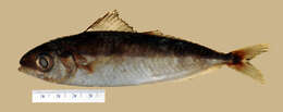 Image of Silver-rag driftfish