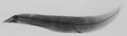Image of Macrognathus pentophthalmos (Gronow 1854)