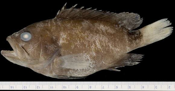 Image of Seabass