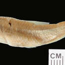 Image of Manantial roundnose minnow