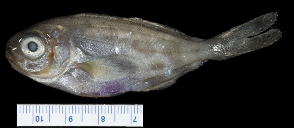 Image of Blue driftfish