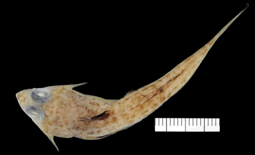 Image of Goode and Bean’s dragonet