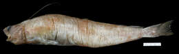 Image of Arctique threebeard rockling