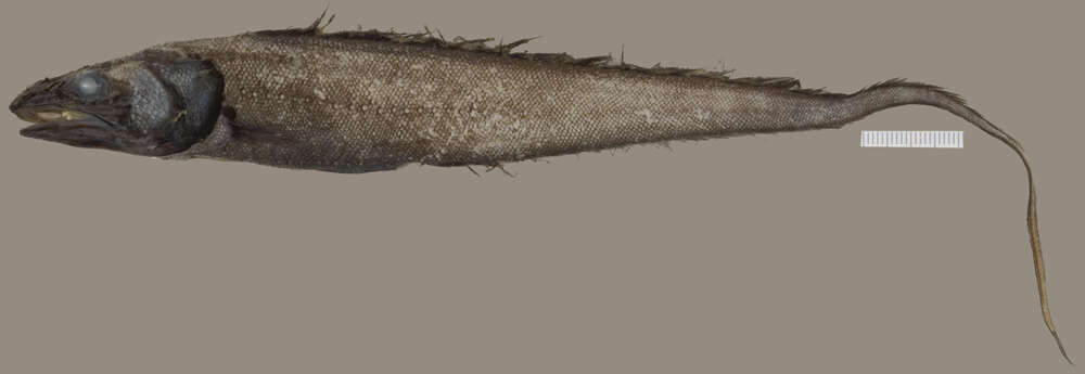 Image of Porogadus