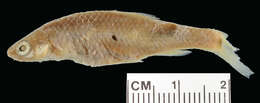 Image of Roundnose minnow