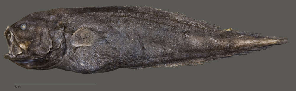 Image of Lamprogrammus brunswigi (Brauer 1906)