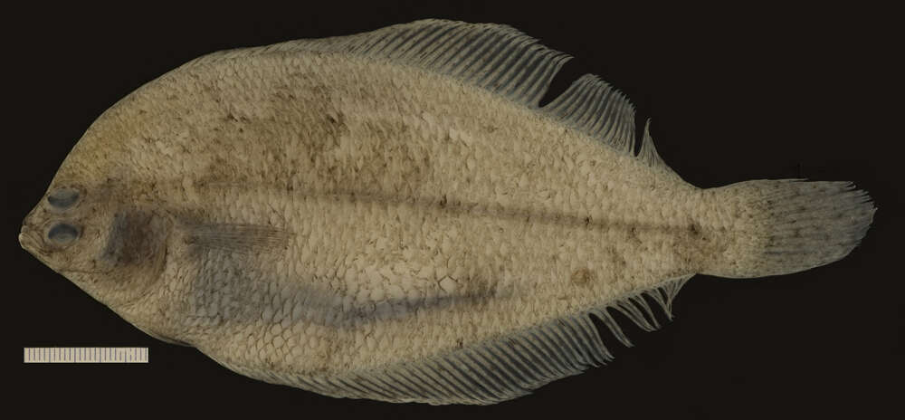 Image of Smallmouth flounder