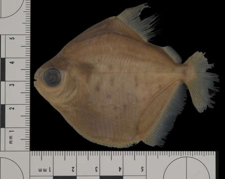 Image of Metynnis cuiaba Pavanelli, Ota & Petry 2009