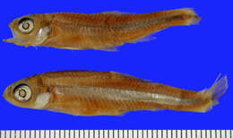 Sivun Notropis amabilis (Girard 1856) kuva